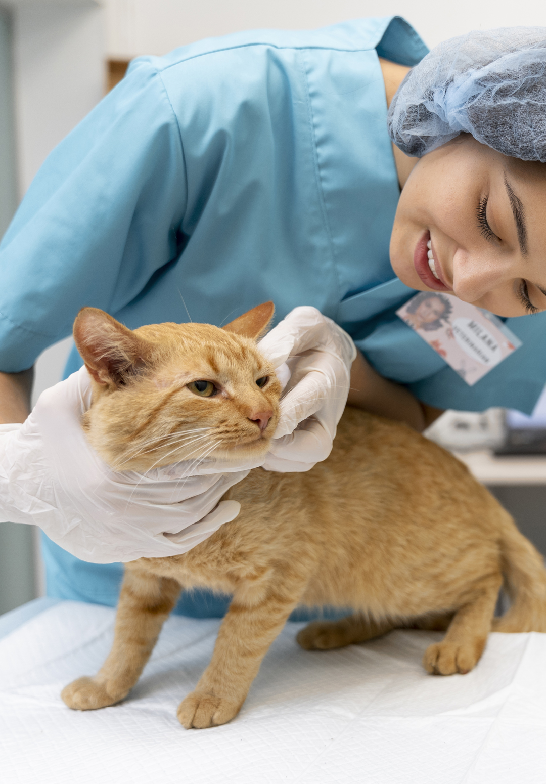 medicina felina
